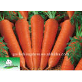 new crop Fresh Carrot from China